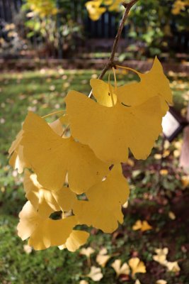 Ginkgo biloba 'Pragensis'- jinan dvoulaločný 'Pragensis'- list podzim